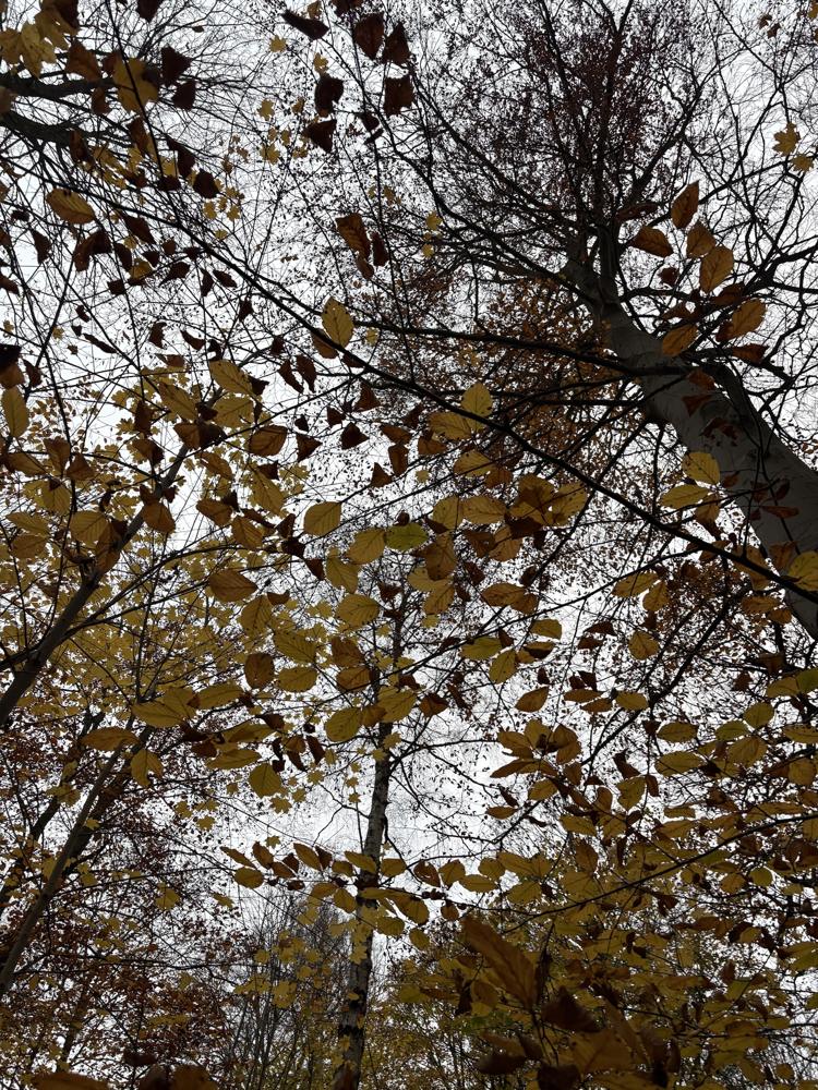 Golden autumn leaves