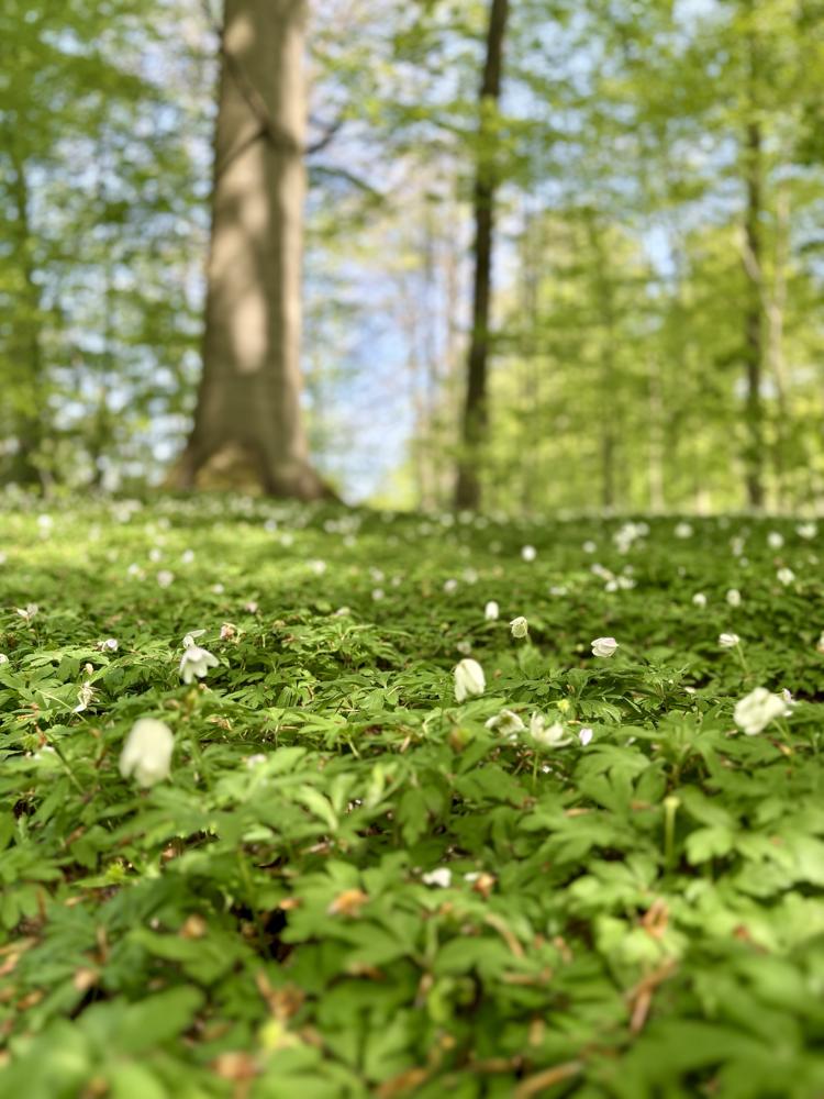 White wood anemones on the forest floor
