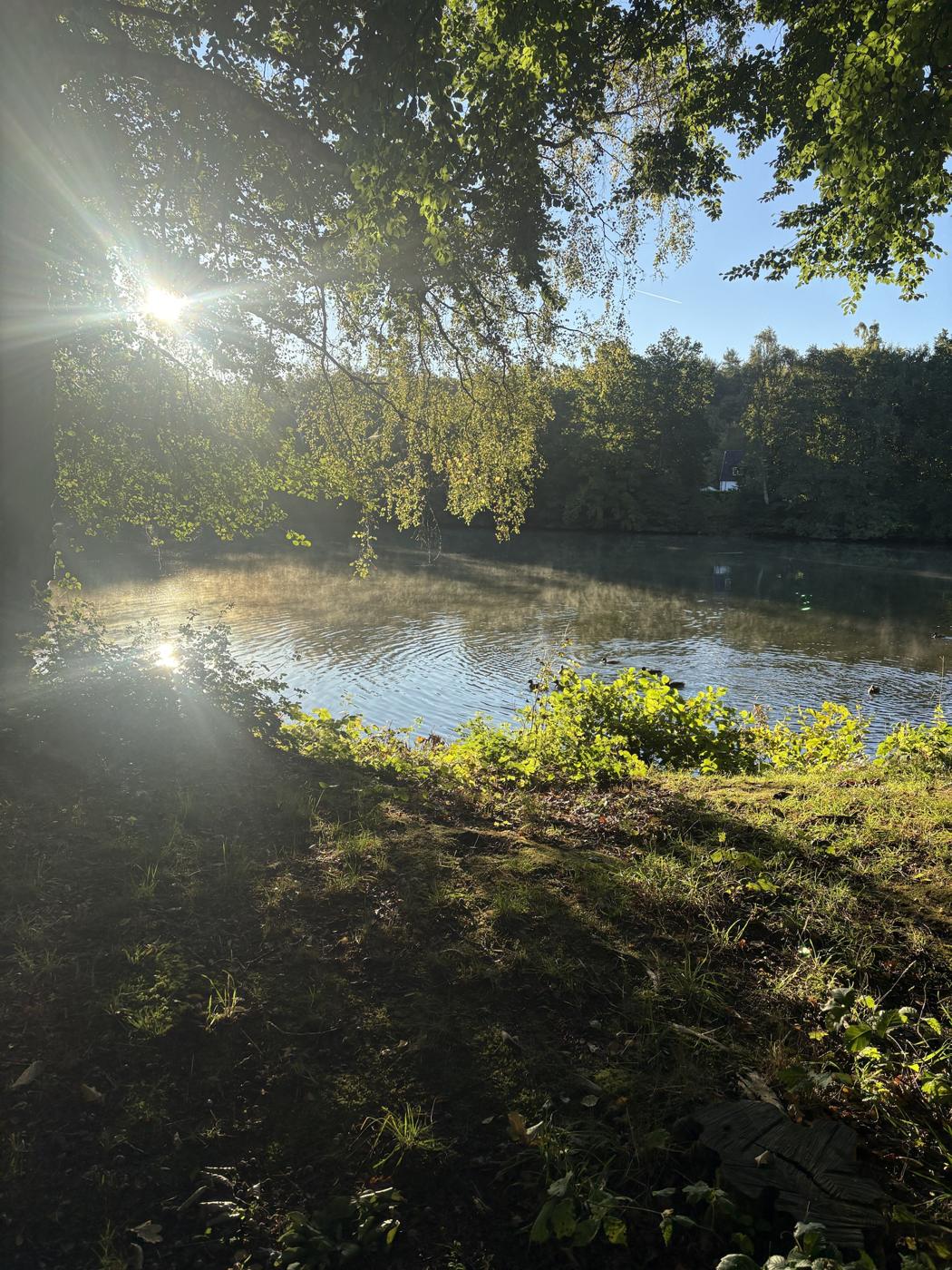 Morning mist over a forest lake with sun through beech branches