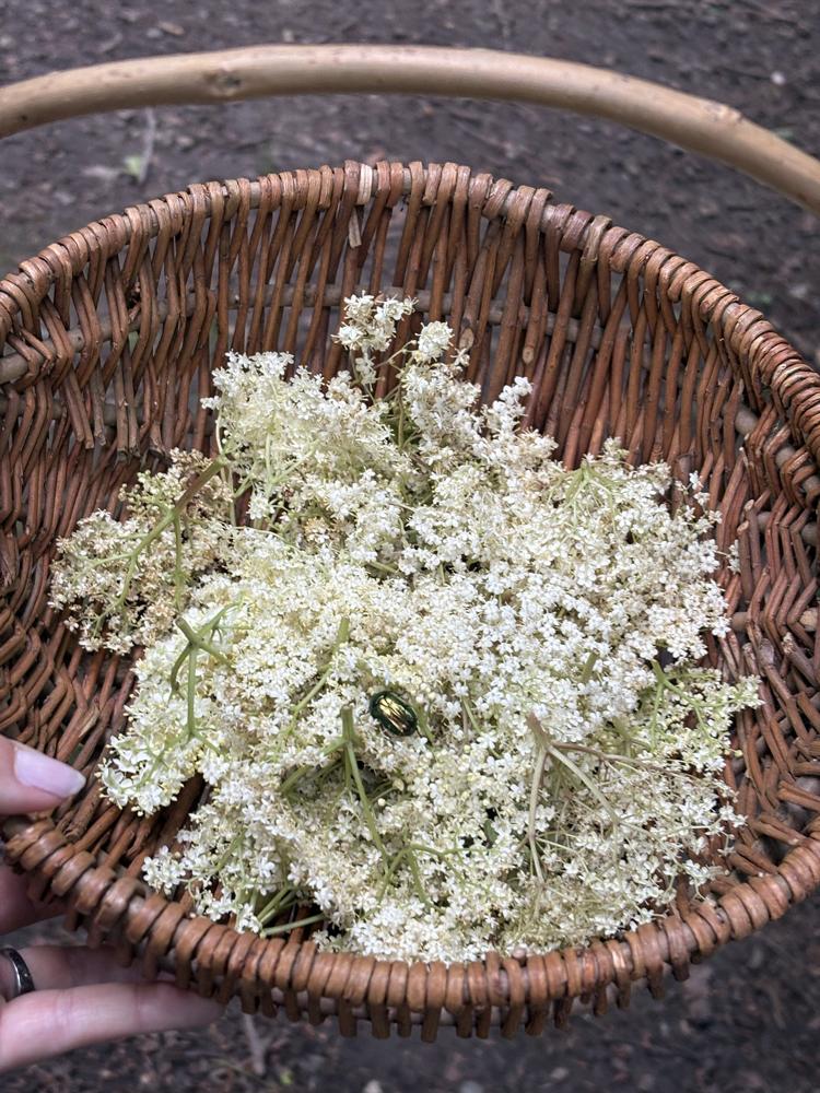 Basket of elderflowers
