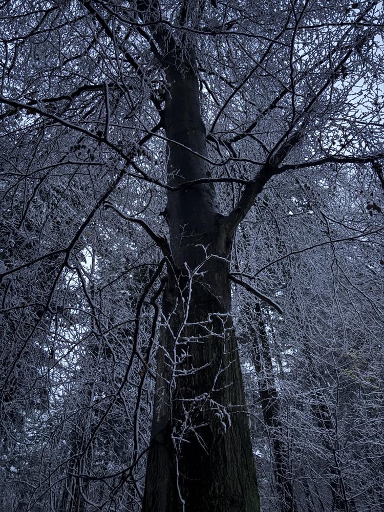 Hoarfrost on branches in the winter forest